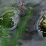 Fot. Agnieszka Stafiej