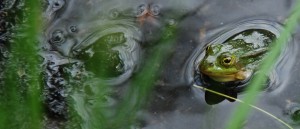 Fot. Agnieszka Stafiej