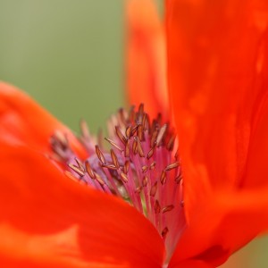 Fot. Agata Łęgowska