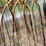 Fot. Agata Łęgowska