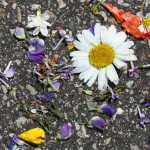 Fot. Agata Łęgowska