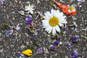 Fot. Agata Łęgowska