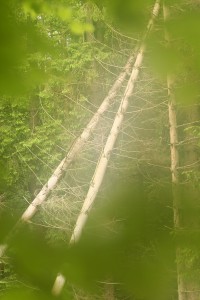 Fot. Agata Łęgowska