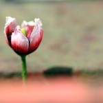 Fot. Agata Łęgowska