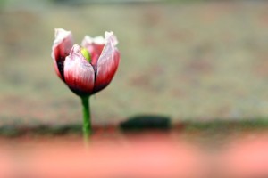 Fot. Agata Łęgowska