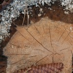 Fot. Agnieszka Twardawa