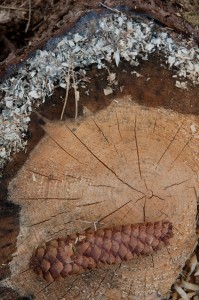 Fot. Agnieszka Twardawa