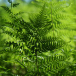 Fot. Jadwiga Bartczak