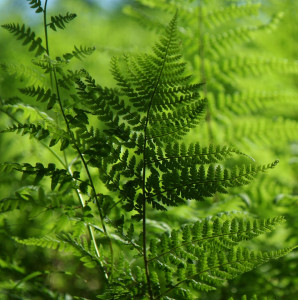 Fot. Jadwiga Bartczak