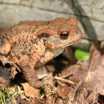 Fot. Jadwiga Bartczak