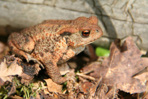 Fot. Jadwiga Bartczak