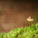 Fot. Jadwiga Bartczak