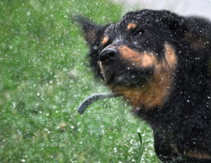 Fot. Małgorzata Dziekańska