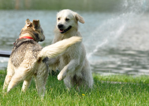 Fot. Małgorzata Dziekańska