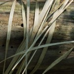 Fot. Przemysław Kwaśny