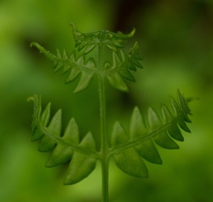 Fot. Przemysław Kwaśny