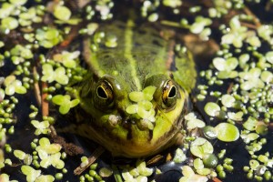 Fot. Przemysław Kwaśny