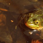 Fot. Weronika Banaszczyk