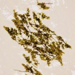 Fot. Weronika Banaszczyk