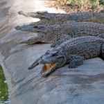 Fot. Agnieszka Sowińska