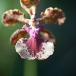 Fot. Agnieszka Sowińska