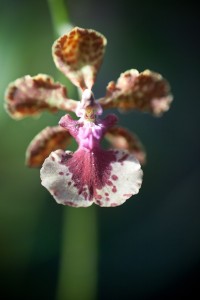 Fot. Agnieszka Sowińska