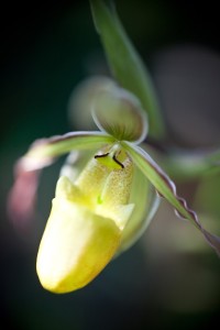 Fot. Agnieszka Sowińska