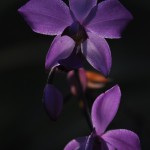 Fot. Jolanta Golinowska