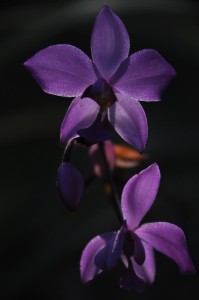 Fot. Jolanta Golinowska