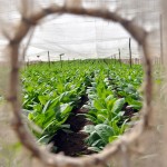 Fot. Jolanta Golinowska