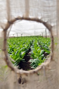 Fot. Jolanta Golinowska