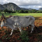 Fot. Jolanta Golinowska