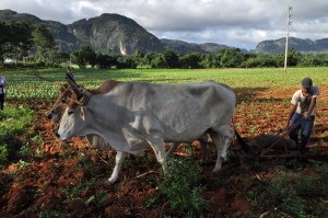 Fot. Jolanta Golinowska