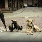 Fot. Małgorzata Oracz