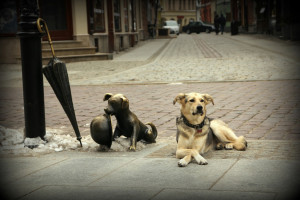 Fot. Małgorzata Oracz