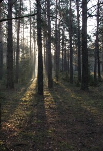 Fot. Kamil Kondzielski