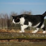 Fot. Kamil Kondzielski