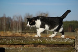 Fot. Kamil Kondzielski