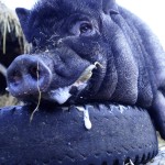 Fot. Kasia Szygałowicz