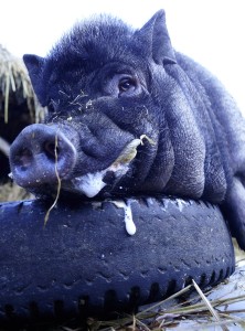 Fot. Kasia Szygałowicz