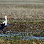 Fot. Karolina Mokrzycka