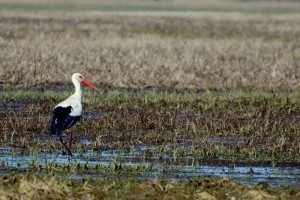 Fot. Karolina Mokrzycka