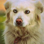 Fot. Weronika Banaszczyk