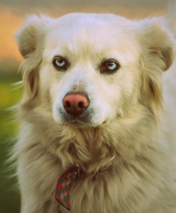 Fot. Weronika Banaszczyk