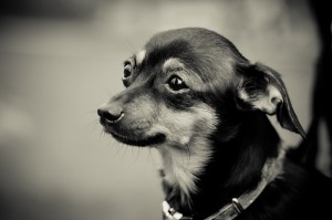 Fot. Anna Kleniewska