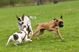 Fot. Anna Kleniewska