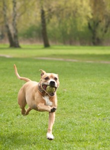 Fot. Anna Kleniewska