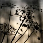 Fot. Adam Szczeniowski