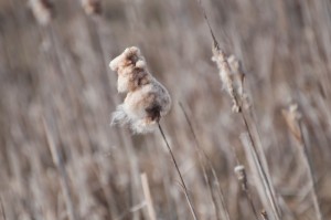 Fot. Agnieszka Twardawa