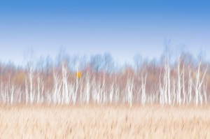 Fot. Agnieszka Twardawa